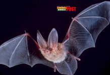 করোনা ভাইরাস সংক্রমণের জন্য বাদুড় কতটা দায়ী?