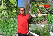 লকডাউনে আয়ারল্যান্ডে বাংলাদেশী সবজির বাম্পার ফলন