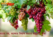 ক্যামো নয়,ক্যান্সার বিনাশ করবে আঙুরের বীজ