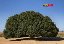 নবীজী(সাঃ) এর স্মৃতি নিয়ে সাহাবী বৃক্ষ আজও বেঁচে আছে (ভিডিও)