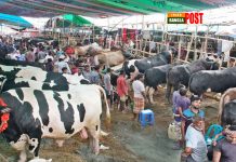 এবার রাজধানীতে কোরবানির পশুর হাট বসছে না