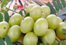 আমলকি খেলে ২০ উপকার