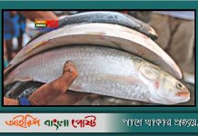 চট্রগ্রামে ঝাঁকে ঝাঁকে ধরা পড়ছে রূপালী ইলিশ, জেলেদের মুখে হাসি