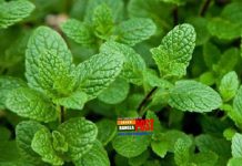 এই সময় পুদিনা পাতা খাওয়ার পাঁচ উপকারিতা
