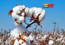 বিপুল বৈদেশিক মুদ্রা ব্যয়ে তুলা আমদানি করছে বাংলাদেশ