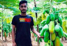 পেঁপে চাষে সিহাবের ভাগ্য বদলে দিল