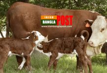 নতুন প্রযুক্তিতে গাভি জন্ম দেবে যমজ বাছুর