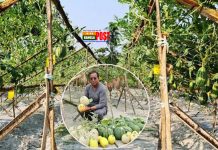 চাঁদপুুরে ৬০ বছরের পুরনো ইটভাটা এখন বাহারি ফলে ভরপুর