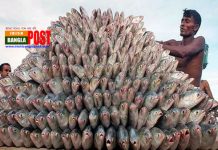 বাংলাদেশ সরকার আগামী পাঁচ বছর ইলিশ রফতানি করবে না