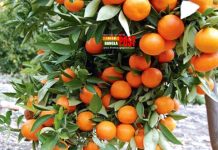 রাঙামাটিতে ৯ হাজার ৬০০ টন কমলা উৎপাদনের আশা