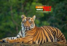 সুন্দরবনে বাঘের আক্রমণে বাওয়ালী নিহত