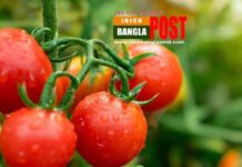 কিডনির সুরক্ষায় কাজ সহ টমেটোর পুষ্টি গুণ