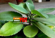 কিডনির পাথর অপসারণসহ পাথরকুচি পাতার উপকারীতা