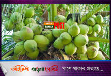 রোজা ও গরমে ডাবের পানি হজমে সাহায্য করে