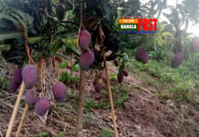 বিশ্বের সবচেয়ে দামি আম ‘সূর্যডিম’ চাষ হচ্ছে বাংলাদেশে (ভিডিও)