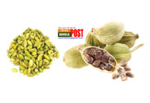 রক্তচাপের সমস্যা নিয়ন্ত্রণে এলাচ