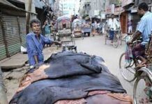 চামড়ার দাম বাড়লেও বিপাকে পড়েছেন মৌসুমী চামড়া ব্যবসায়ীরা