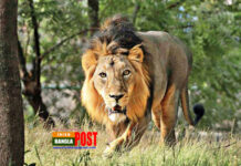 সিংহের কবল থেকে সন্তানকে বাঁচিয়ে দিলেন মা