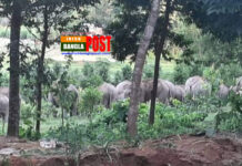 কক্সবাজারের চকরিইয়ায় খাবারের সন্ধানে লোকালয়ে এসে গত তিন দিন ধরে অবস্থান করছে একদল বন্যহাতি