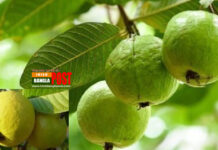 শরীরে ক্যান্সার আক্রান্ত কোষের বৃদ্ধি রুখতে সক্ষম পেয়ারা