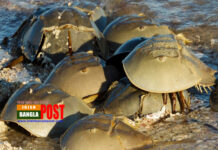 নাল কাঁকড়ার নীল রক্ত, প্রতি লিটারের দাম ১১ লাখ টাকা