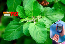 ডায়াবেটিস নিরাময়ে তুলসী পাতার আশ্চর্য গুণ