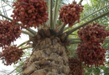 সৌদি খেজুরের চাষে ঋণ দেবে ব্যাংক