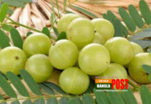 শীতে আমলকী কেন খাবেন?