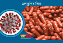 করোনা নির্মূলকারী ঔষধ মলনুপিরাভির : কিভাবে কাজ করে,কারা খাবে, কীভাবে খাবে, দাম কত?