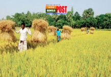 ফেনীতে বিনামূল্যে সার ও বীজ পাচ্ছেন সাড়ে ৩৩ হাজার কৃষক