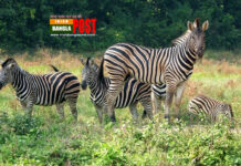 সাফারি পার্কে এক মাসে ১১ জেব্রার মৃত্যু