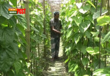 রফতানি বন্ধ থাকায় পানের দরপতন, দুর্দিনে চাষীরা