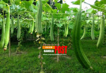 মুহূর্তেই কোষ্ঠকাঠিন্য থেকে মুক্তি দেবে ঝিঙে, জানুন সেবন পদ্ধতি