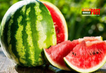 মিষ্টি তরমুজ চেনার উপায়