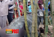 টাঙ্গাইলে মহিষের আক্রমণে আ.লীগ নেতাসহ নিহত ৩