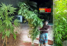 গাছ পরিচর্যা করে ঠাঁই হলো কারাগারে