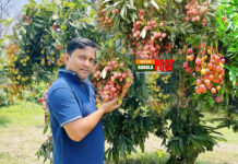 ঈশ্বরদীতে লিচুর বাম্পার ফলন, বেচাকেনার ধুম