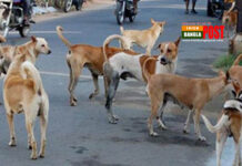 জামালপুর কুকরের কামড়ে ৪৪ জন হাসপাতালে