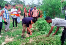 গাঁজা গাছসহ সাবেক ইউপি সদস্যের স্ত্রী আটক