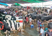 জমজমাট পশুর হাট, বেচাকেনা কম