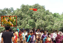 ২২০ বছরের পুরোনো আম গাছ দেখতে মানুষের ঢল