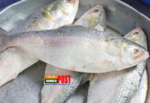 বাজারে ইলিশের সরবরাহ বাড়লেও কমছে না দাম
