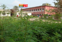 গোপালগঞ্জের কাশিয়ানী উপজেলা হাসপাতাল চত্বরে গাঁজার বাগান