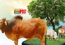 যেসব পশু দিয়ে কোরবানি করতে হয়, এক্ষেত্রে কোন পশুর কত বয়স জরুরি